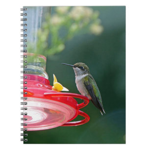 Perched Hummingbird Notebook