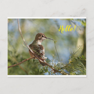 Perched Hummingbird Postcard