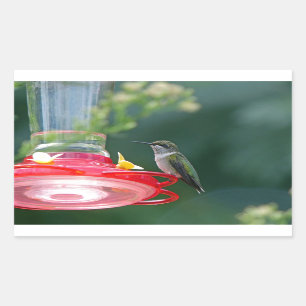 Perched Hummingbird Sticker