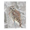 Perched Owl - Poster