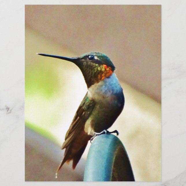 Perched Ruby and Green  little Hummingbird (Front)