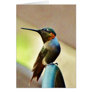 Perched Ruby and Green  little Hummingbird