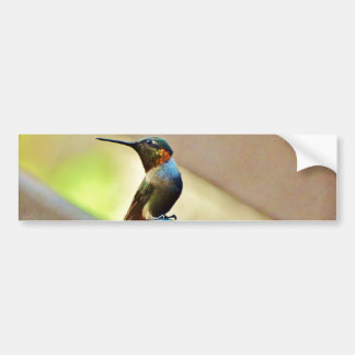 Perched Ruby and Green little Hummingbird Bumper Sticker