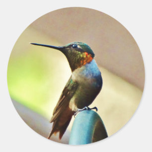 Perched Ruby and Green  little Hummingbird Classic Round Sticker