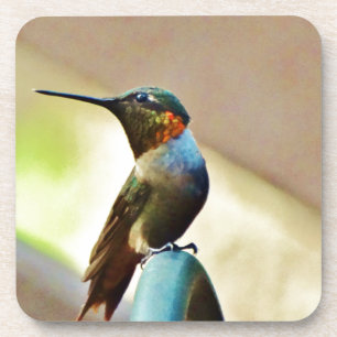 Perched Ruby and Green little Hummingbird Coaster
