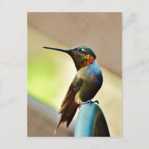 Perched Ruby and Green  little Hummingbird Postcard