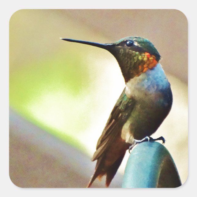 Perched Ruby and Green  little Hummingbird Square Sticker (Front)