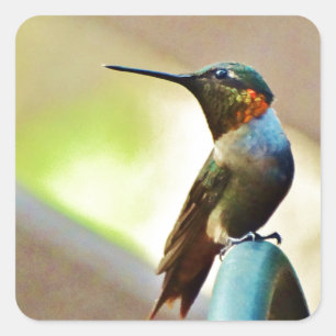 Perched Ruby and Green  little Hummingbird Square Sticker