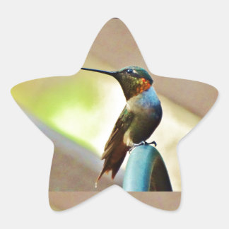 Perched Ruby and Green little Hummingbird Star Sticker