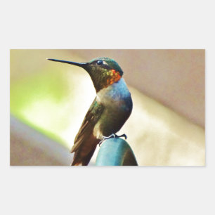 Perched Ruby and Green  little Hummingbird Sticker