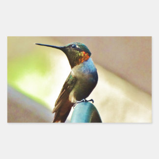 Perched Ruby and Green little Hummingbird Sticker
