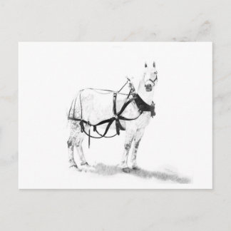 Percheron Draught Horse Equine Art Postcard