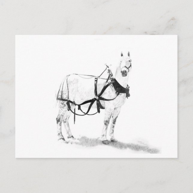 Percheron Draught   Horse Equine Art Postcard (Front)