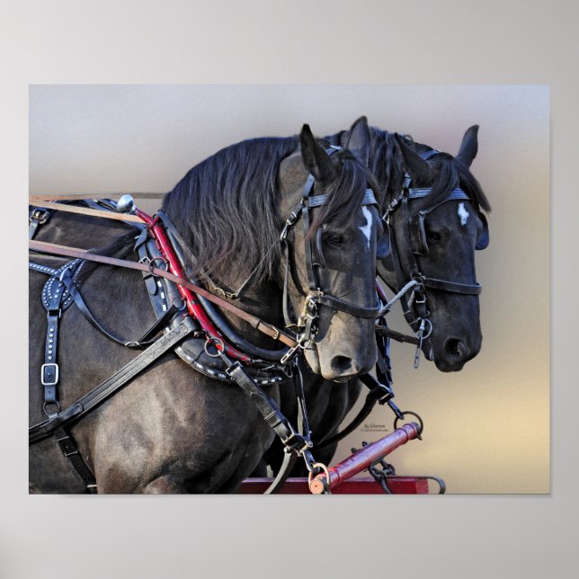 Percheron Draught   Horse Work Team Poster (Front)