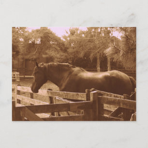 Percheron Postcard