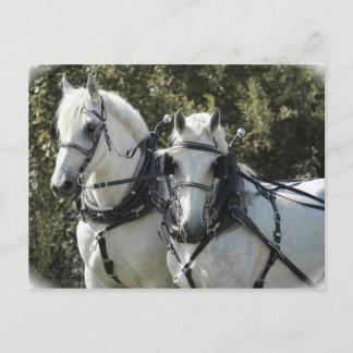 Percheron Team Postcard