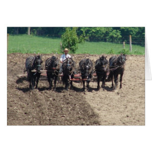 Percherons at Work