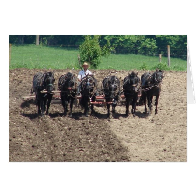 Percherons at Work (Front Horizontal)