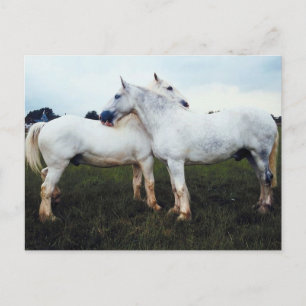 Percherons Grooming Each Other Postcard