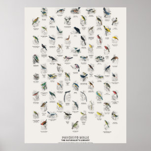 Perching Birds - Naturalist's Library Poster