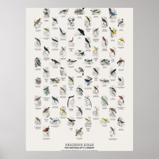 Perching Birds - Naturalist's Library Poster (Front)