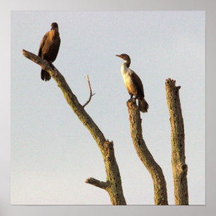 Perching Birds Poster