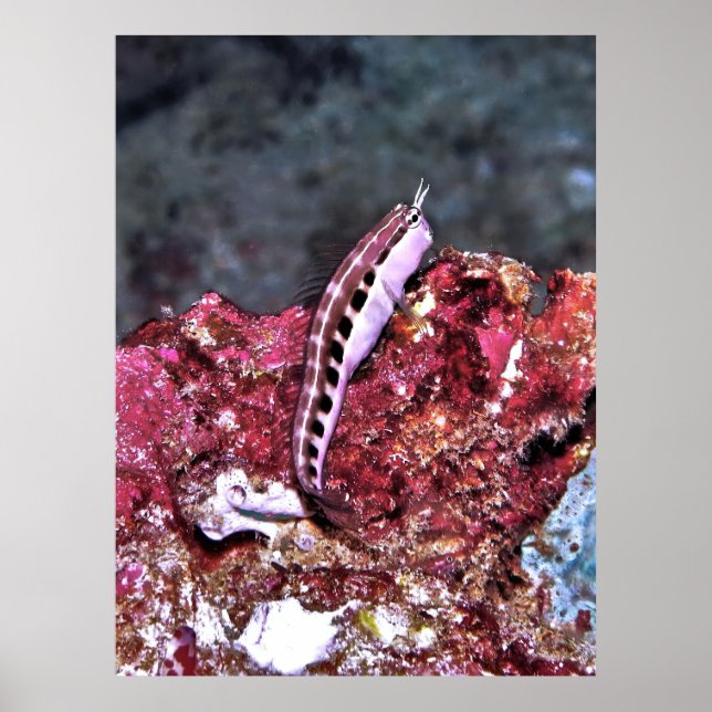 Perching Blenny Poster (Front)