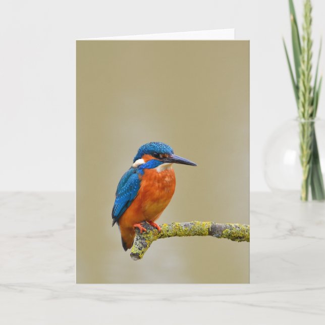 Perching Kingfisher Card (Front)