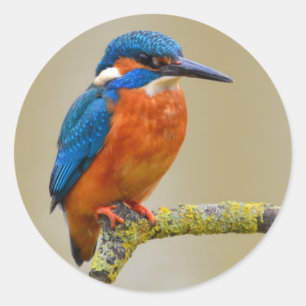 Perching Kingfisher Classic Round Sticker