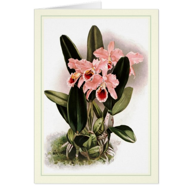 Percivaliana de Cattleya (Devant)