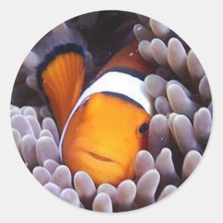 Percula Clownfish Classic Round Sticker