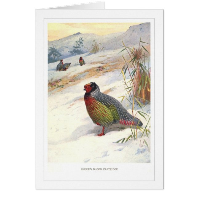 Perdrix du sang de Kuser ; (Devant)