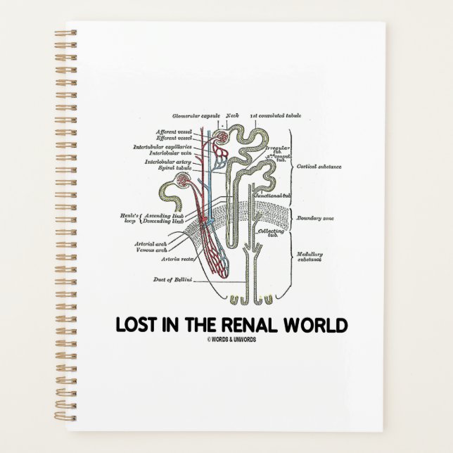 Perdu Dans Le Néphron Du Rein Du Monde Renal (Devant)