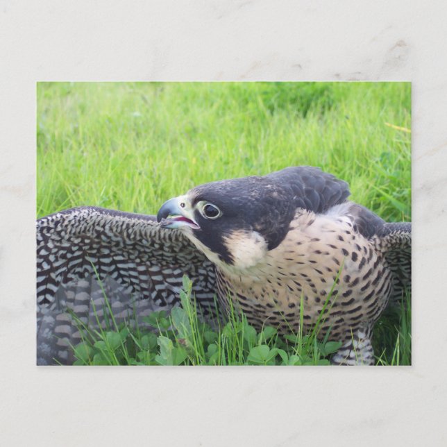 Peregine Falcon in Grass Postcard (Front)