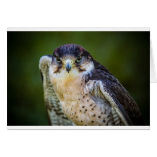 Peregrine Falcon