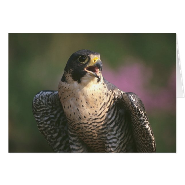 Peregrine Falcon (Front Horizontal)