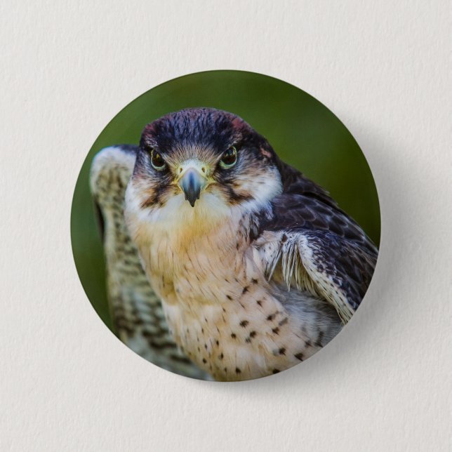 Peregrine Falcon 2 Inch Round Button (Front)