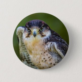 Peregrine Falcon 2 Inch Round Button