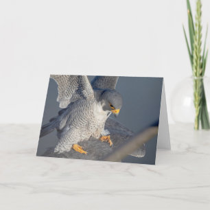 Peregrine Falcon along the Hudson River Card