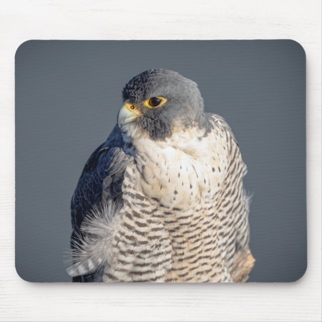 Peregrine Falcon along the Hudson River Mouse Pad (Front)