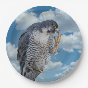 Peregrine Falcon along the Hudson River Paper Plate