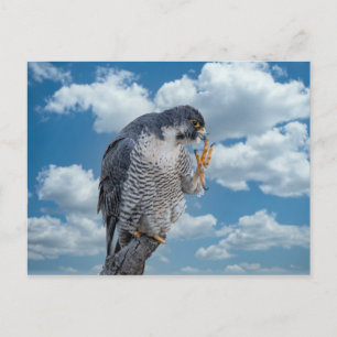 Peregrine Falcon along the Hudson River Postcard