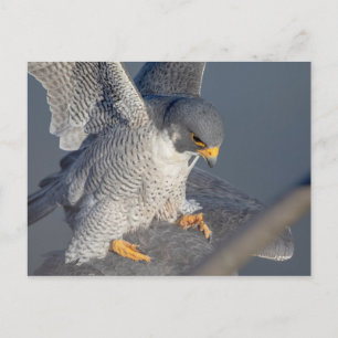 Peregrine Falcon along the Hudson River Postcard