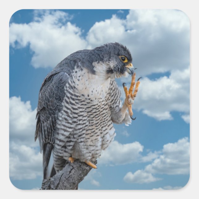 Peregrine Falcon along the Hudson River Square Sticker (Front)