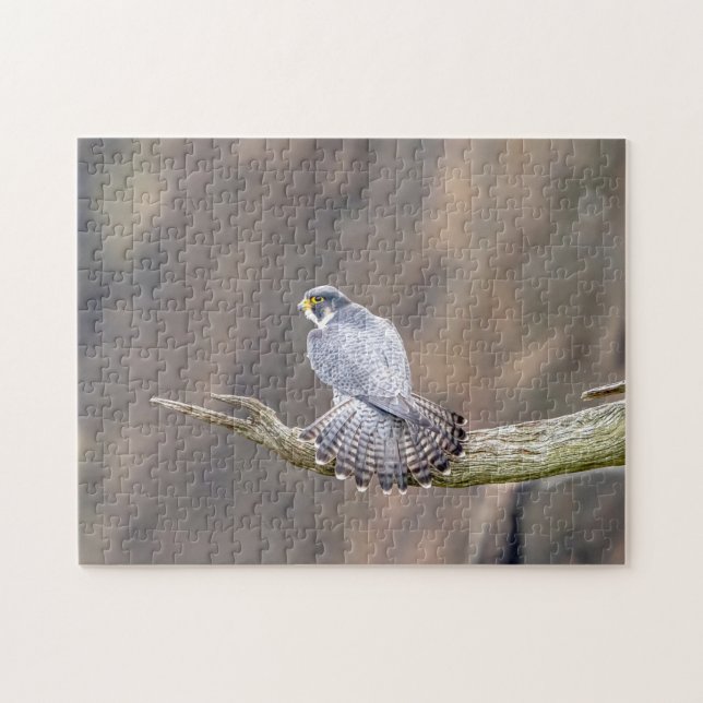 Peregrine Falcon at the Palisades Interstate Park Jigsaw Puzzle (Horizontal)