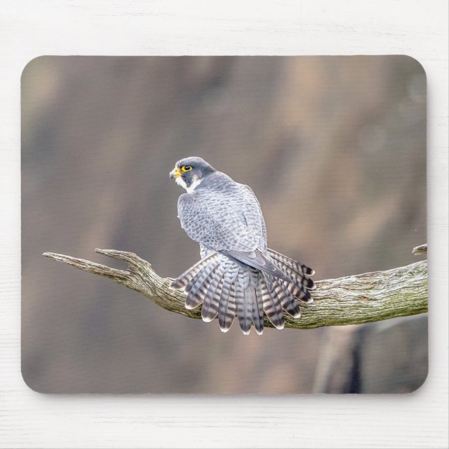 Peregrine Falcon at the Palisades Interstate Park Mouse Pad (Front)