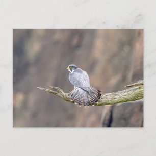 Peregrine Falcon at the Palisades Interstate Park Postcard