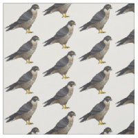 Peregrine falcon bird cartoon illustration