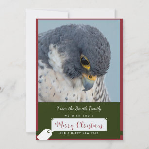 Peregrine Falcon Christmas Card