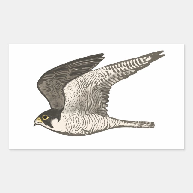 Peregrine Falcon coloured pencil drawing Sticker (Front)